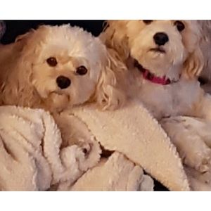 Ginger and Lola my Cavapoo puppies